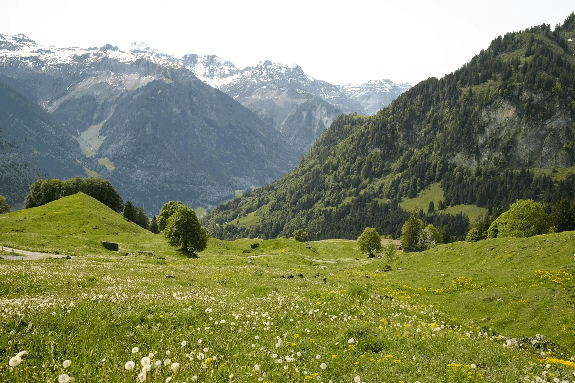 Open green Alpine meadow with wildflowers and snow-capped mountains near Gstaad, Switzerland